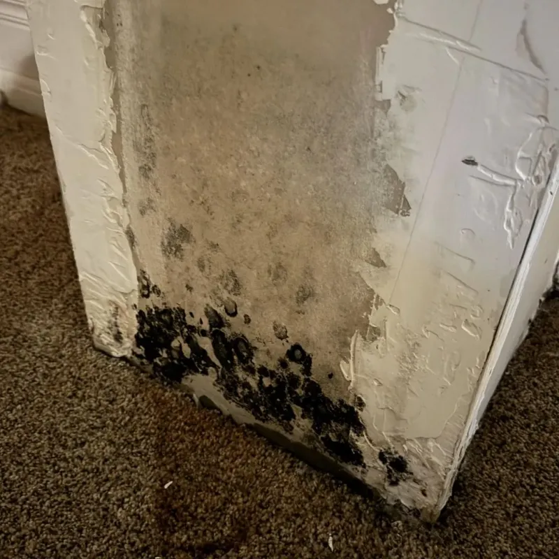 Professional Mold Removal in Pinedale, WY